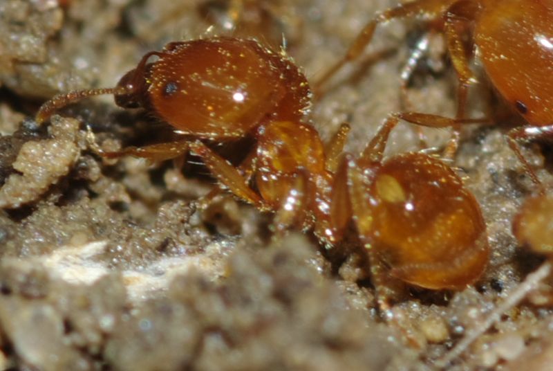 Pheidole pallidula scure